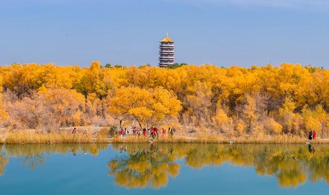 胡楊林金碧耀眼。蘭州局集團(tuán)公司融媒體中心供圖