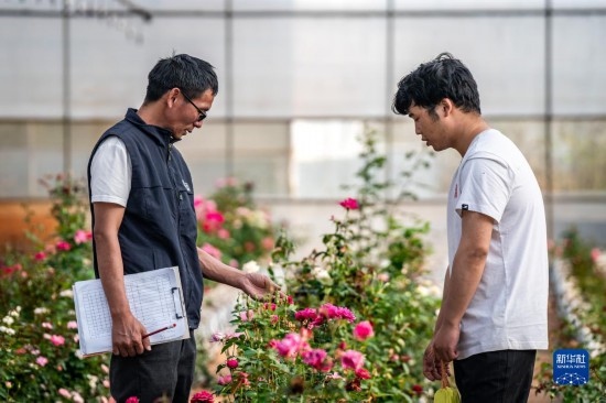 在云南省安寧市現(xiàn)代農(nóng)業(yè)園區(qū)玫瑰種植示范園，技術(shù)員田連通（左）在和同事交流（10月20日攝）。