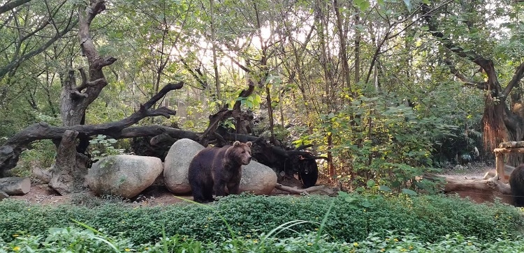 長隆野生動物世界園區(qū)內，黑熊在森林間散步。人民網(wǎng)記者 張藝開攝