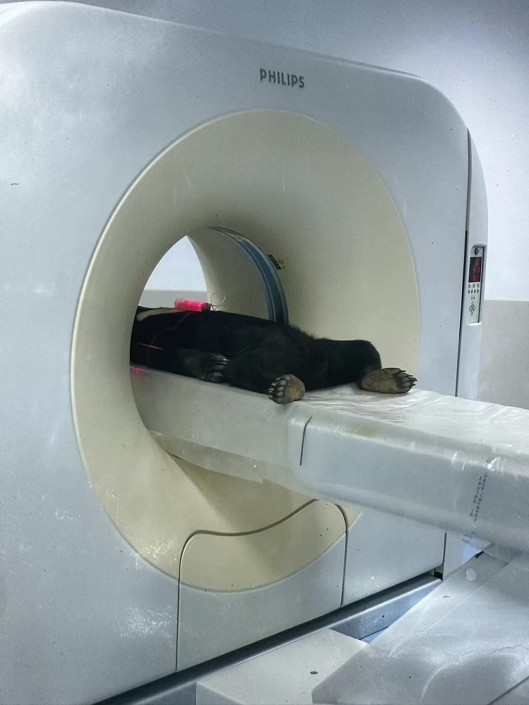 長隆野生動物世界的動物醫(yī)院內，馬來熊在做核磁共振檢查。人民網(wǎng)記者 李舫攝