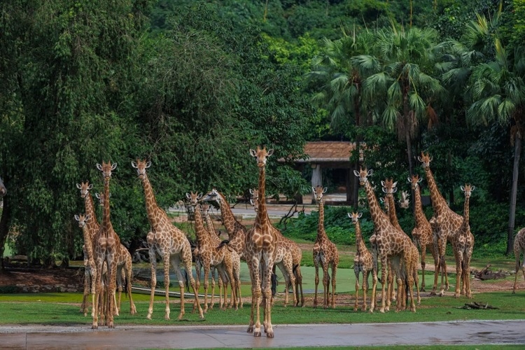 長隆野生動物世界園區(qū)內，長頸鹿正在散步。鄧泳怡攝