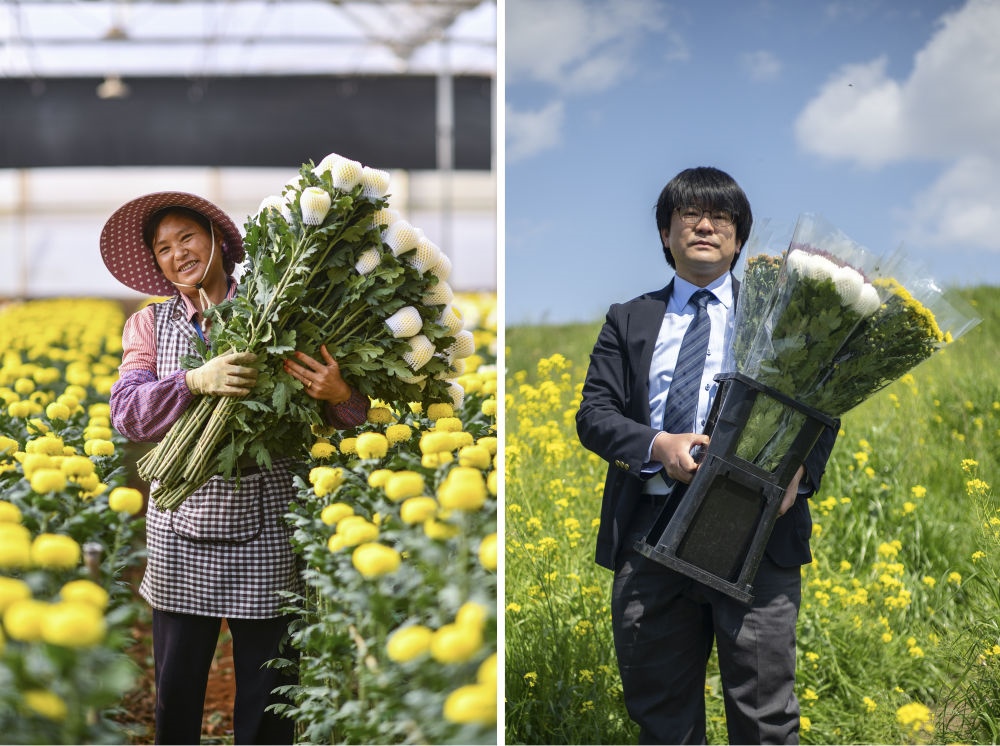 這張拼版照片中，左圖為2023年3月22日在中國云南省開遠(yuǎn)市，花農(nóng)李蘭英在采摘鮮花；右圖為2023年4月3日在日本埼玉縣三鄉(xiāng)市，經(jīng)營花卉公司的小西武為訂貨的花店送花。中國云南有著亞洲最大的鮮切花交易市場(chǎng)，一年可以賣出110億枝鮮切花。春季云南大量鮮花進(jìn)入盛花期，各類鮮花通過冷鏈物流陸續(xù)進(jìn)入日本市場(chǎng)，成為當(dāng)?shù)厝松畹拿利慄c(diǎn)綴。