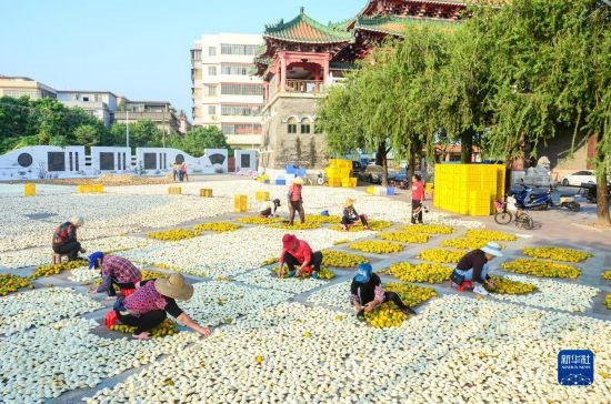 11月25日，在廣東省江門市新會區(qū)一處空地，人們對新會柑皮進行翻皮晾曬。