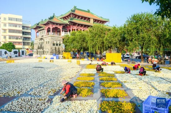 11月25日，在廣東省江門市新會區(qū)一處空地，人們對新會柑皮進行翻皮晾曬。