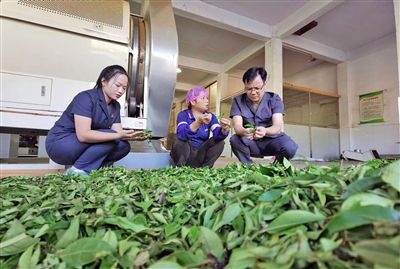  圖③：蒼梧法院六堡法庭法官深入茶企了解企業(yè)生產(chǎn)經(jīng)營(yíng)情況。
