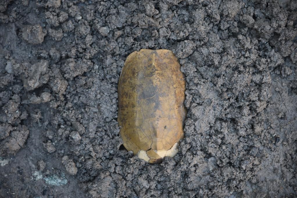 汶溪遺址出土的河姆渡文化早期完整龜甲。寧波市文化遺產(chǎn)管理研究院供圖