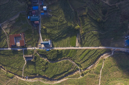 漠源鄉(xiāng)西柚基地。將樂(lè)縣農(nóng)業(yè)農(nóng)村局供圖