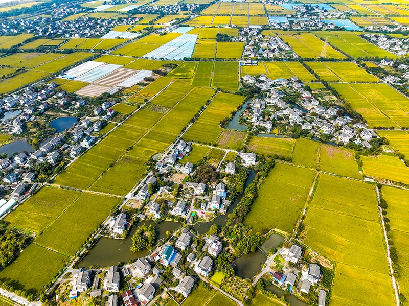 2023年10月22日，浙江海寧市黃灣鎮(zhèn)，金秋時節(jié)，金黃色的稻田與美麗鄉(xiāng)村構(gòu)成一幅寧靜祥和的畫卷。