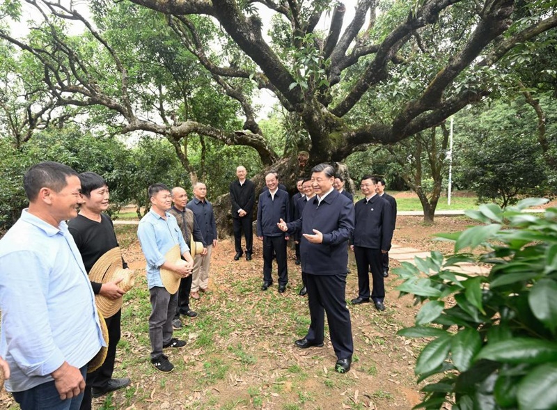 2023年4月11日，習近平總書記在廣東茂名高州市根子鎮(zhèn)柏橋村荔枝種植園，同現(xiàn)場技術(shù)人員親切交流。新華社記者 李學仁 攝
