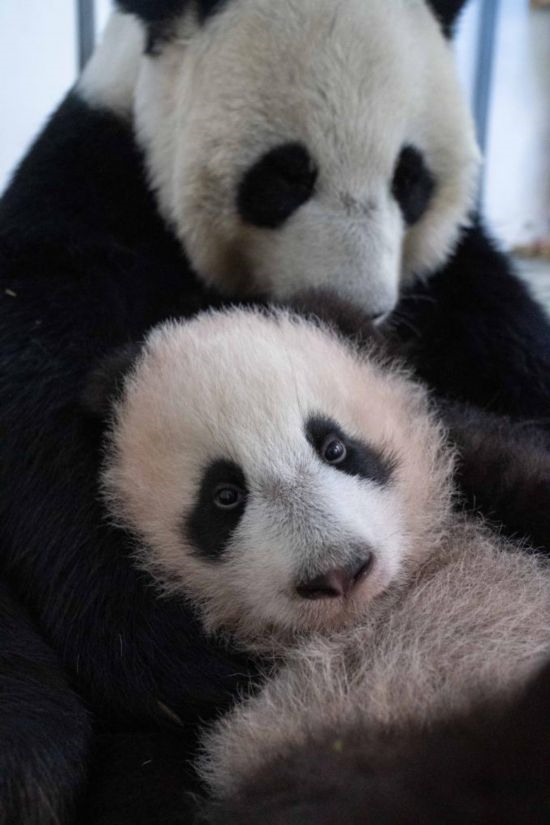  這是2023年12月21日在俄羅斯莫斯科動物園拍攝的大熊貓幼崽“喀秋莎”（前）和大熊貓媽媽“丁丁”在一起的照片。新華社發(fā)（莫斯科動物園供圖）