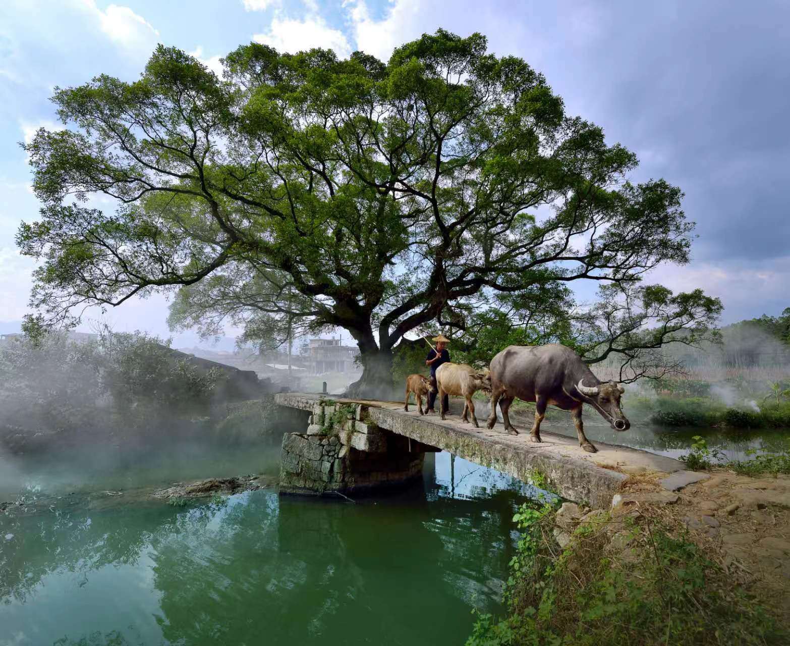 鹿鳴橋。(鄭紀(jì)人物處配圖) 張穎 攝