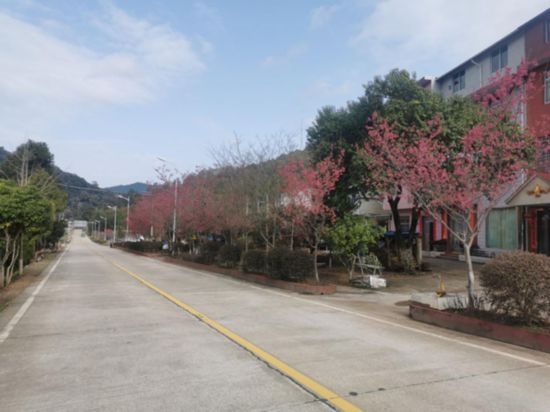 道路兩旁的山櫻花。將樂縣農(nóng)業(yè)農(nóng)村局供圖
