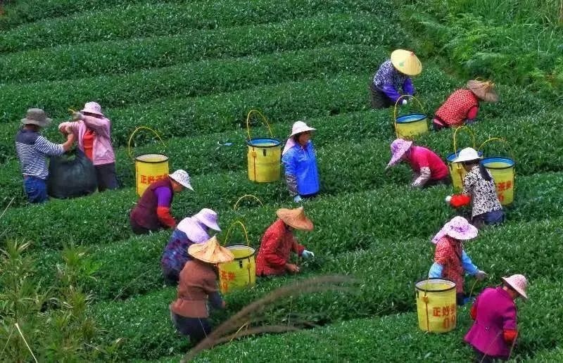 △軍營(yíng)村茶農(nóng)在茶園采茶。