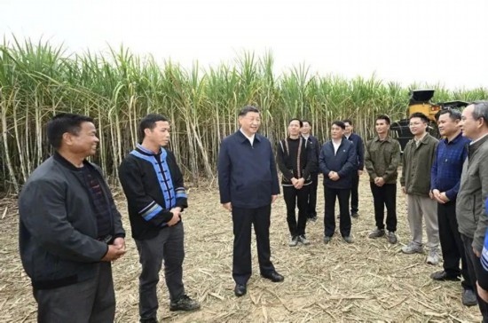 2023年12月14日，習(xí)近平總書記在廣西來賓市國家現(xiàn)代農(nóng)業(yè)產(chǎn)業(yè)園黃安優(yōu)質(zhì)“雙高”糖料蔗基地考察。