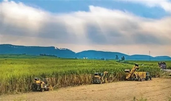 廣西來賓市興賓區(qū)鳳凰鎮(zhèn)黃安村“雙高”糖料蔗基地里，收割機(jī)手正在機(jī)械化砍收糖蔗。