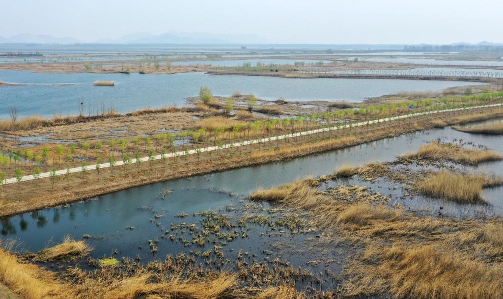 位于天津市薊州區(qū)的于橋水庫(kù)入庫(kù)河口濕地一景（資料照片）。新華社記者李然 攝