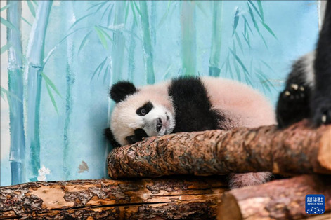 這是3月8日在俄羅斯莫斯科動物園拍攝的大熊貓“喀秋莎”。新華社記者 曹陽 攝