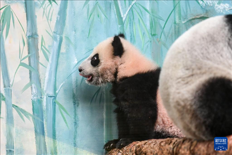 這是3月8日在俄羅斯莫斯科動物園拍攝的大熊貓“喀秋莎”。新華社記者 曹陽 攝