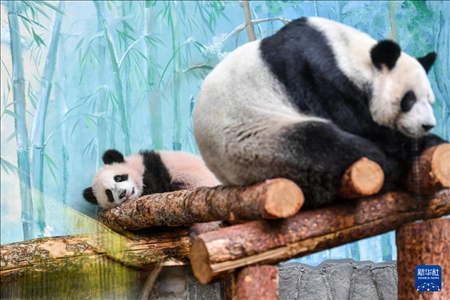 這是3月8日在俄羅斯莫斯科動物園拍攝的大熊貓“喀秋莎”（左）和媽媽“丁丁”。新華社記者 曹陽 攝