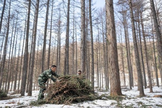 3月14日，在伊春森工集團(tuán)美溪林業(yè)局公司一處森林可持續(xù)經(jīng)營(yíng)試點(diǎn)樣地，工作人員在整理林下剩余物。新華社記者 謝劍飛 攝