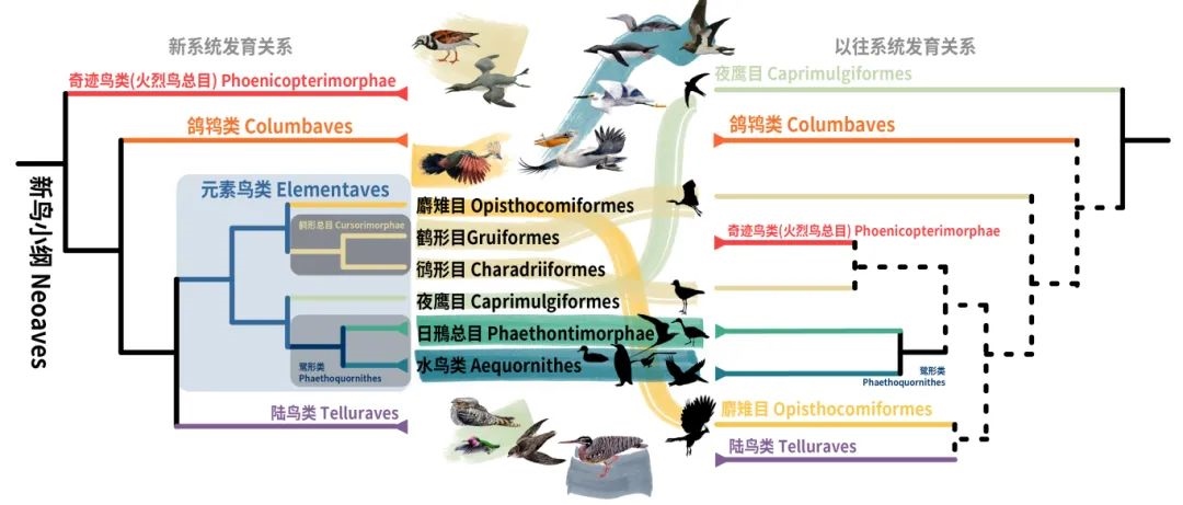 新鳥(niǎo)小綱主要類(lèi)群的分類(lèi)變動(dòng)。浙江大學(xué)供圖