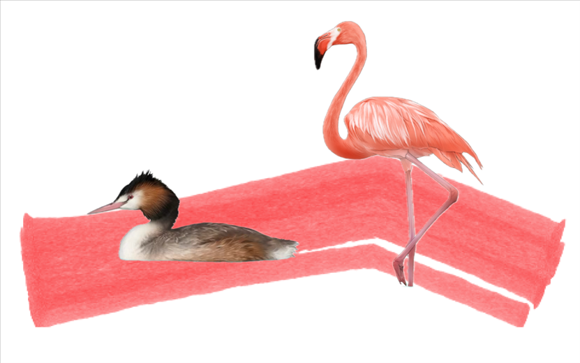 奇跡鳥(niǎo)類(lèi)（火烈鳥(niǎo)總目）。浙江大學(xué)供圖