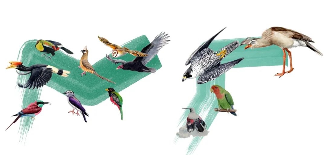 陸鳥(niǎo)類(lèi)。浙江大學(xué)供圖