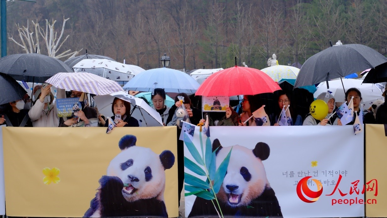 粉絲們在雨中為“福寶”送行。 人民網(wǎng) 李帆攝