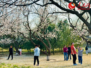 游客在北京長陽公園賞花。人民網記者 劉微攝