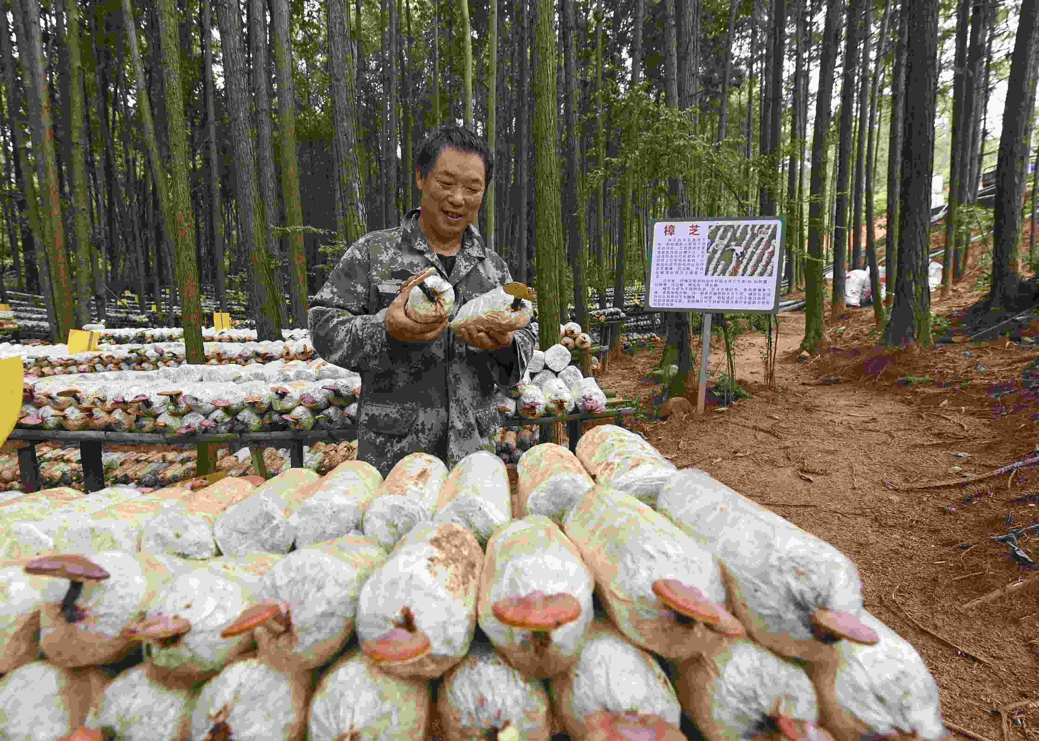 2023年9月21日，江西省撫州市，廣昌縣旴江生態(tài)公益林場(chǎng)，種植戶正在查看樟芝等食用菌的生長(zhǎng)情況。