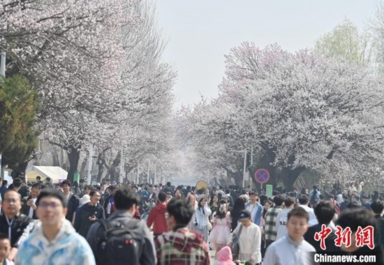 4月21日，大量游客來到吉林大學(xué)南嶺校區(qū)賞花。張瑤 攝