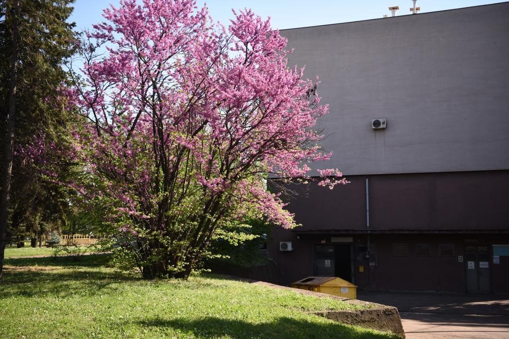 斯梅戴雷沃鋼廠里盛開的南歐紫荊花。