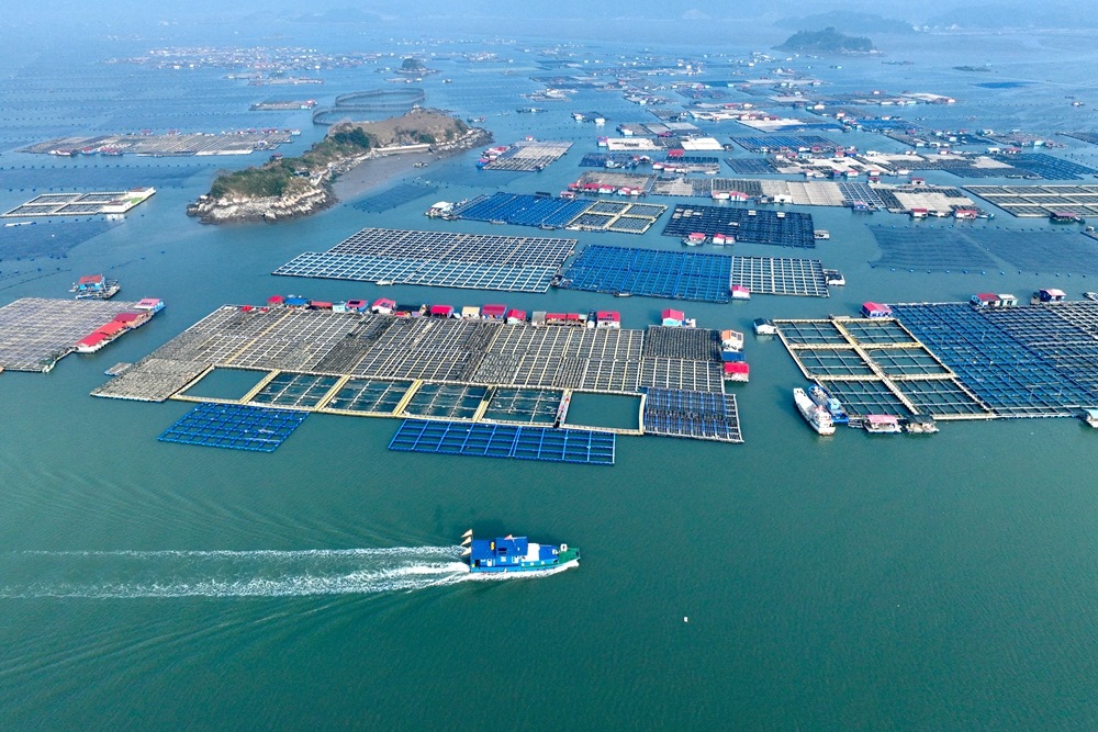 這是2024年1月11日拍攝的福建省寧德市霞浦縣海上養(yǎng)殖區(qū)（無人機(jī)照片）。新華社記者 姜克紅 攝