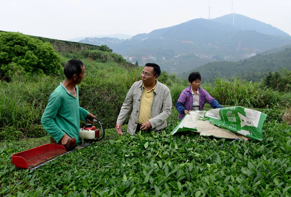 2024年5月9日，在福建省安溪縣西坪鎮(zhèn)珠洋村，科技特派員（中）在指導(dǎo)茶農(nóng)使用機(jī)器科學(xué)化采收茶葉。新華社記者 魏培全 攝