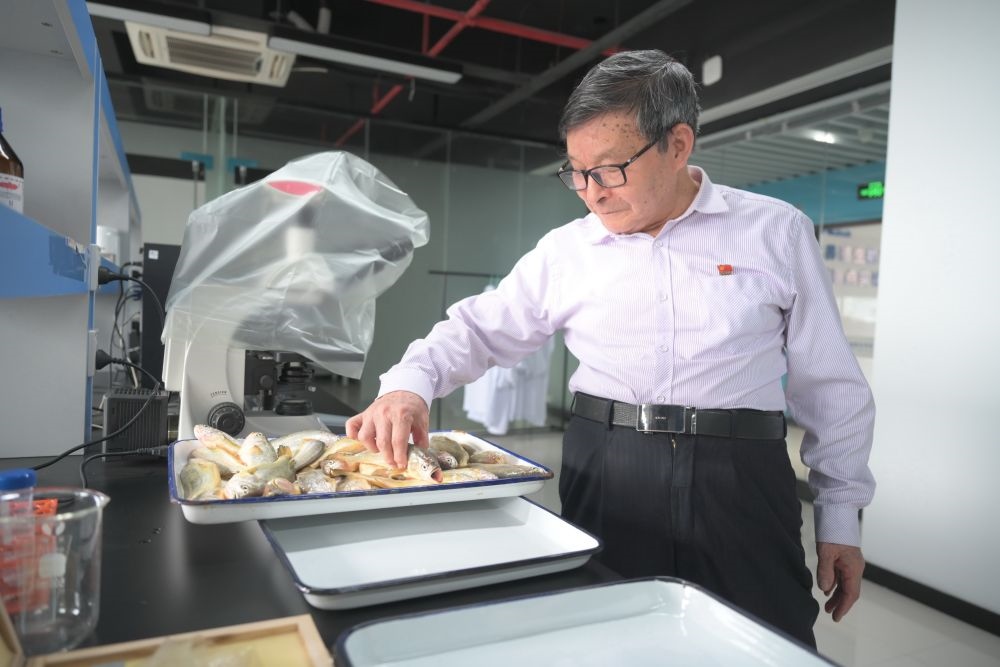 2024年5月8日，劉家富在位于福建省寧德市科技服務(wù)中心大樓的海水養(yǎng)殖生物育種全國重點(diǎn)實(shí)驗(yàn)室了解大黃魚的培育情況。新華社記者 林善傳 攝
