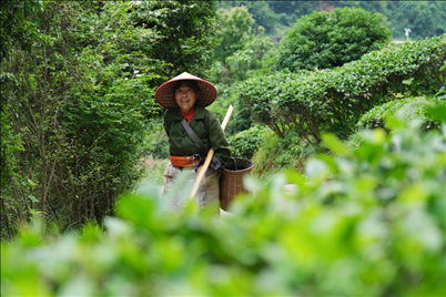 2024年4月24日，湖南省衡陽市耒陽市龍?zhí)伶?zhèn)江頭貢茶葉種植專業(yè)合作社，村民在茶山采摘茶葉，實現(xiàn)了家門口就業(yè)。