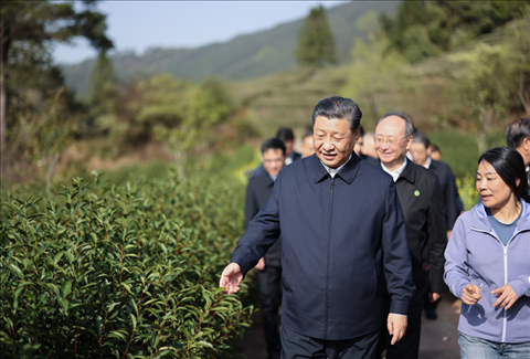 2021年3月22日下午，習(xí)近平在福建省南平市武夷山市星村鎮(zhèn)燕子窠生態(tài)茶園，察看春茶長勢，了解當?shù)夭璁a(chǎn)業(yè)發(fā)展情況。