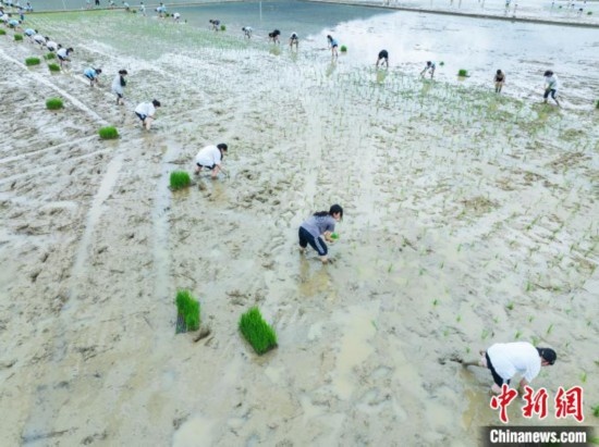 圖為5月21日，航拍綏陽(yáng)縣旺草中學(xué)學(xué)生在旺草萬(wàn)畝大壩體驗(yàn)插秧。唐哲 攝