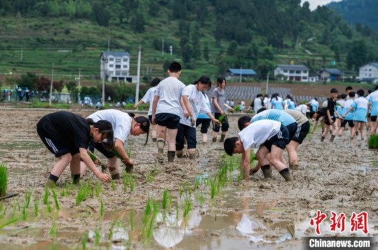 圖為5月21日，綏陽(yáng)縣旺草中學(xué)學(xué)生在旺草萬(wàn)畝大壩體驗(yàn)插秧。唐哲 攝