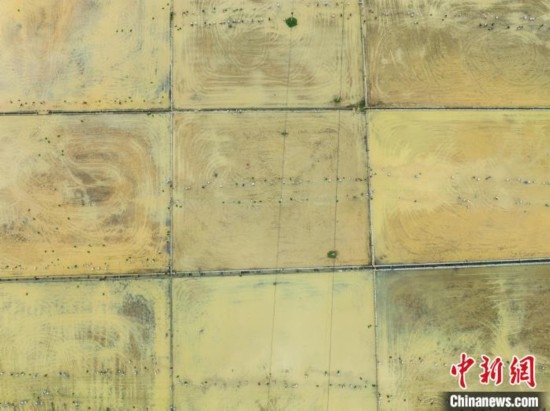 圖為5月21日，航拍綏陽(yáng)縣旺草中學(xué)學(xué)生在旺草萬(wàn)畝大壩體驗(yàn)插秧。唐哲 攝