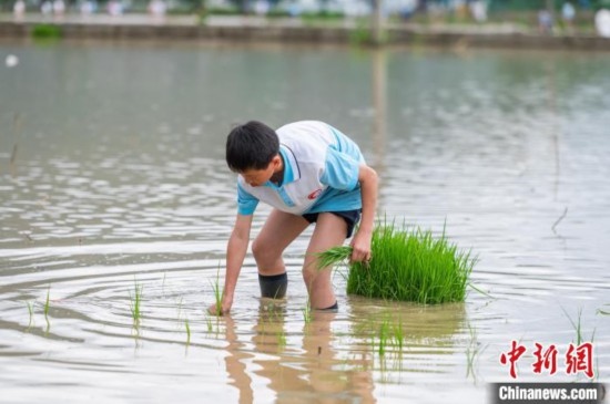 圖為5月21日，一名學(xué)生在綏陽(yáng)縣旺草萬(wàn)畝大壩體驗(yàn)插秧。唐哲 攝