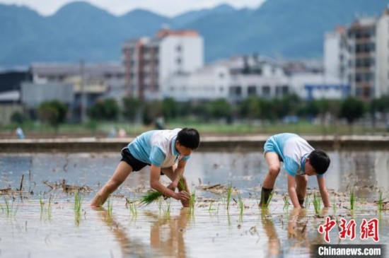 圖為5月21日，兩名學(xué)生在綏陽(yáng)縣旺草萬(wàn)畝大壩體驗(yàn)插秧。唐哲 攝