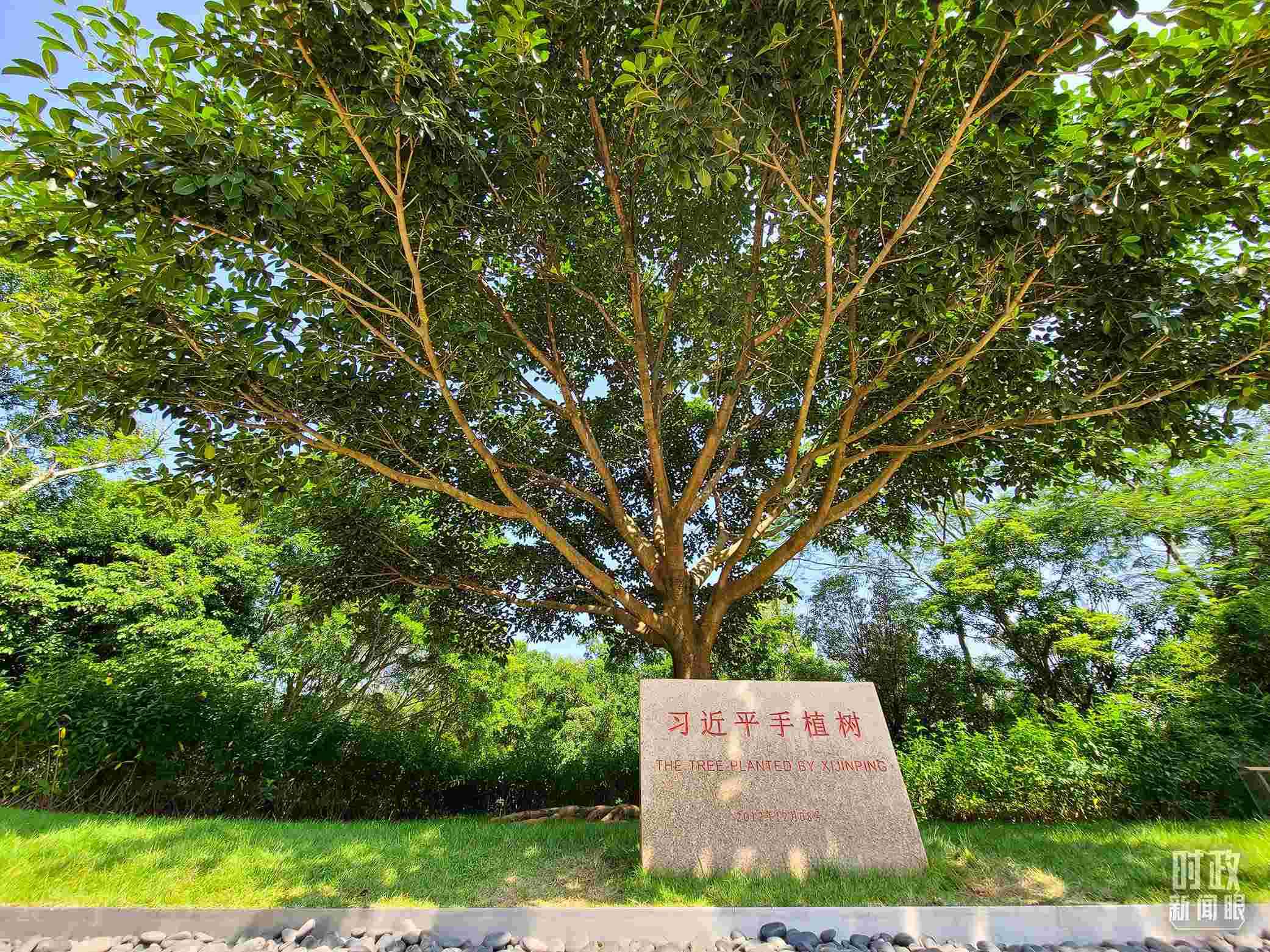 習近平2012年在深圳蓮花山公園種下的高山榕樹已枝繁葉茂。（總臺央視記者趙化拍攝）