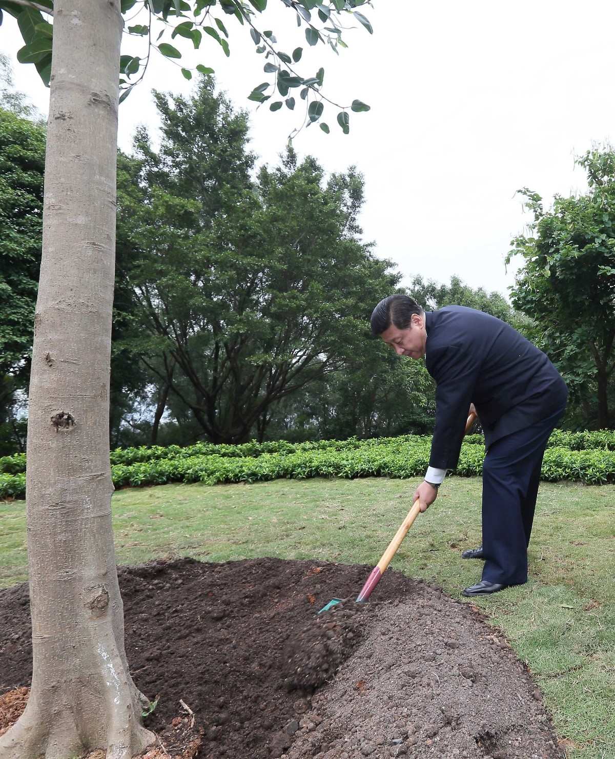 2012年12月8日，習(xí)近平在深圳蓮花山公園種下一棵高山榕樹。