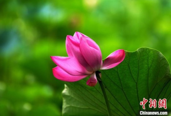 6月19日，時值一年畢業(yè)季，四川大學望江校區(qū)荷花池里的荷花盛開，成為了畢業(yè)生們的打卡圣地，吸引了眾多畢業(yè)生拍照留念。圖為盛開的荷花。中新社記者 安源 攝