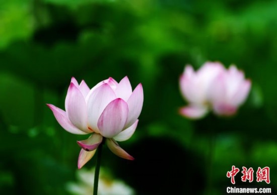 6月19日，時值一年畢業(yè)季，四川大學望江校區(qū)荷花池里的荷花盛開，成為了畢業(yè)生們的打卡圣地，吸引了眾多畢業(yè)生拍照留念。圖為盛開的荷花。中新社記者 安源 攝