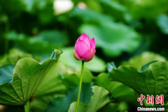 6月19日，時值一年畢業(yè)季，四川大學望江校區(qū)荷花池里的荷花盛開，成為了畢業(yè)生們的打卡圣地，吸引了眾多畢業(yè)生拍照留念。圖為含苞待放的荷花。中新社記者 安源 攝