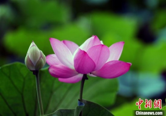 6月19日，時值一年畢業(yè)季，四川大學望江校區(qū)荷花池里的荷花盛開，成為了畢業(yè)生們的打卡圣地，吸引了眾多畢業(yè)生拍照留念。圖為盛開的荷花。中新社記者 安源 攝