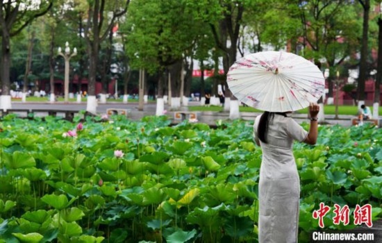 6月19日，時值一年畢業(yè)季，四川大學望江校區(qū)荷花池里的荷花盛開，成為了畢業(yè)生們的打卡圣地，吸引了眾多畢業(yè)生拍照留念。圖為畢業(yè)生在荷花池邊拍照留念。中新社記者 安源 攝