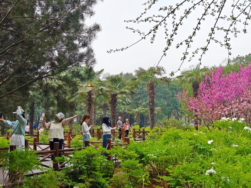 在河南省洛陽市中國國花園，游客漫步花海、自拍留念。人民網(wǎng) 王雅蝶攝